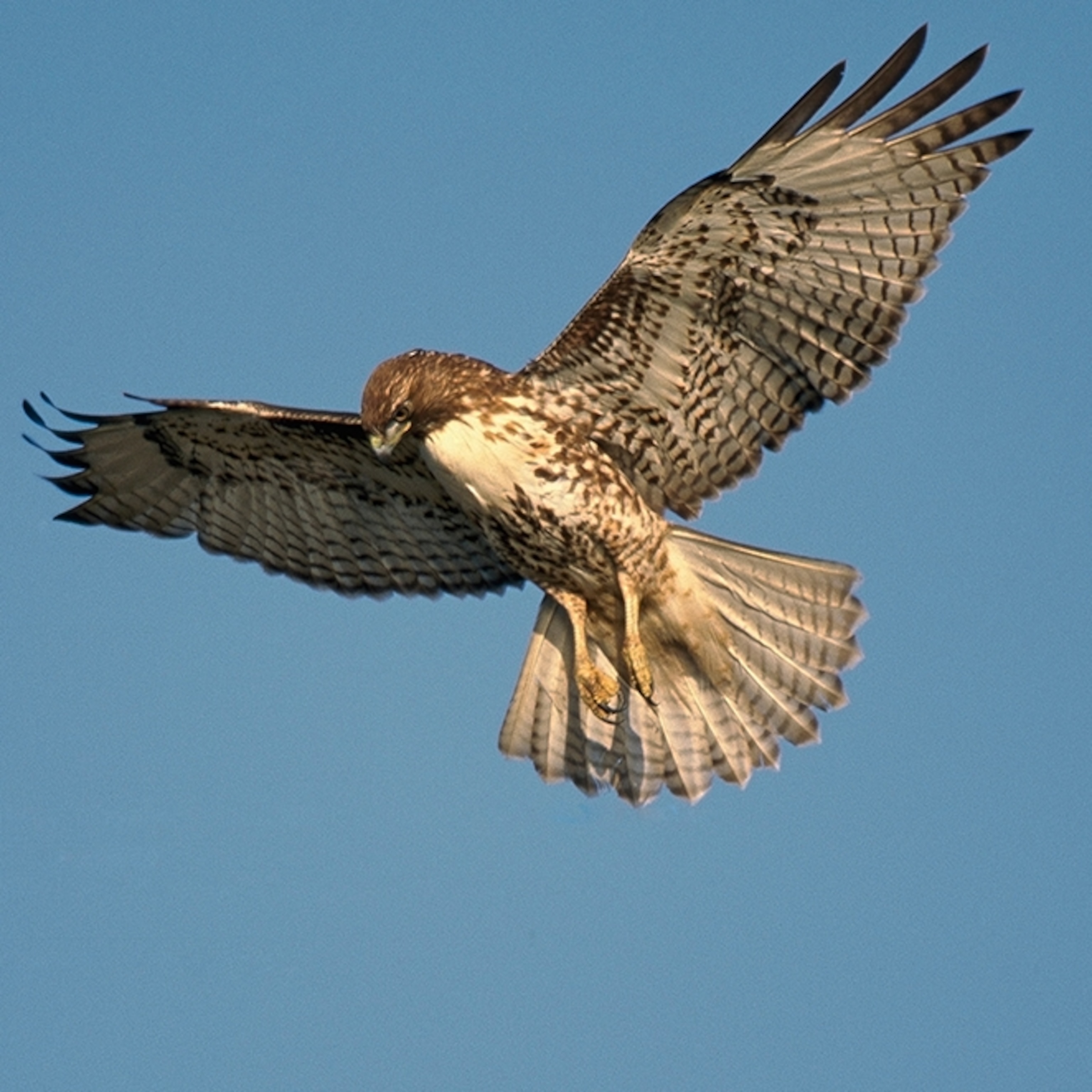Hawk Logo